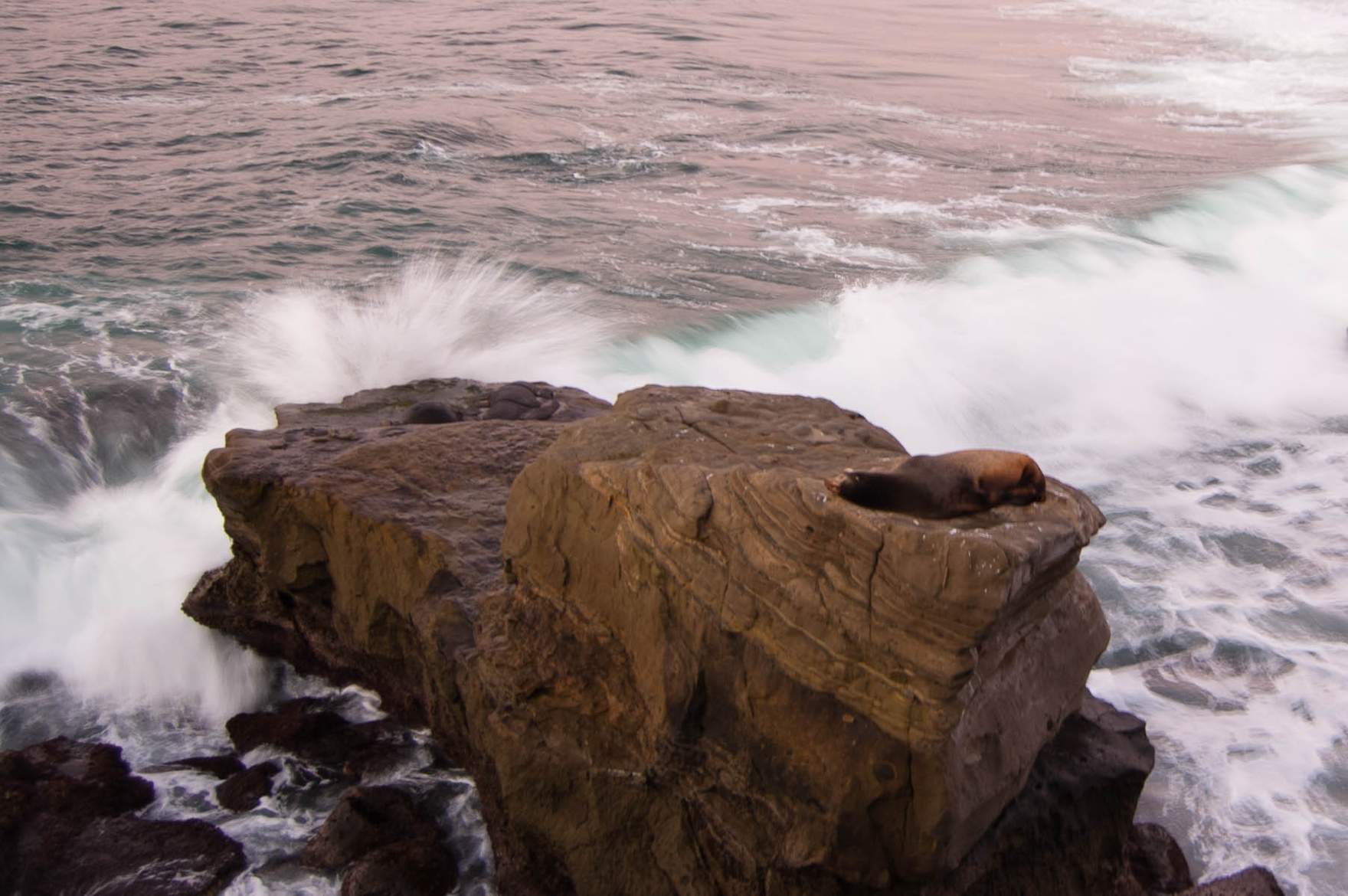 A sea lion on rocks above La Jolla Cove